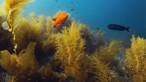 Underwater Naturalist