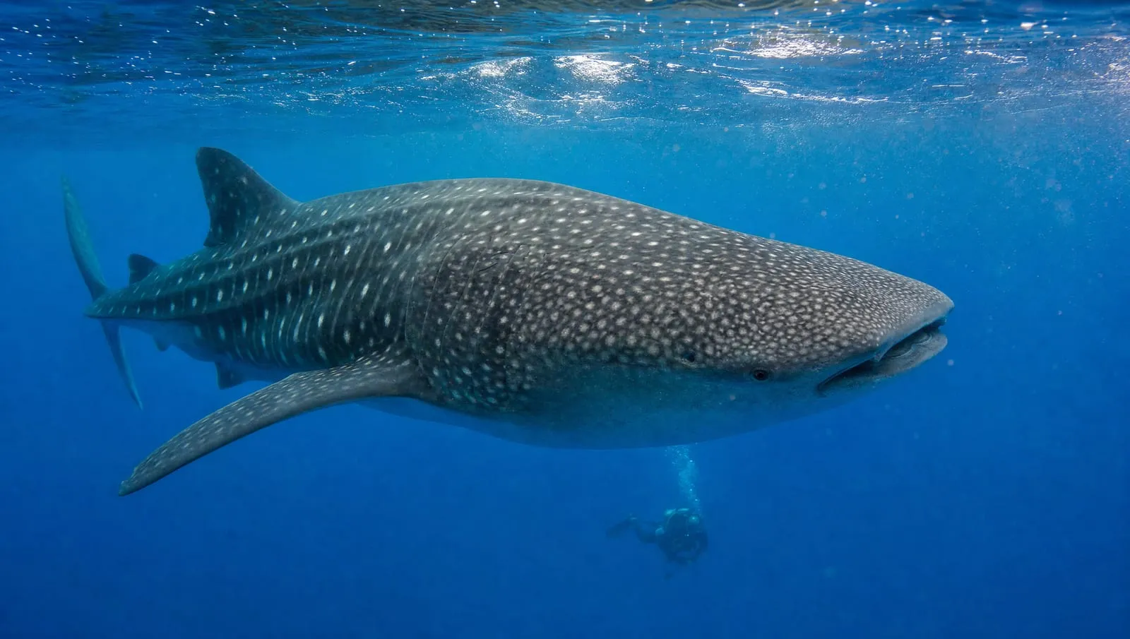 Whale shark on a Roatán reef
