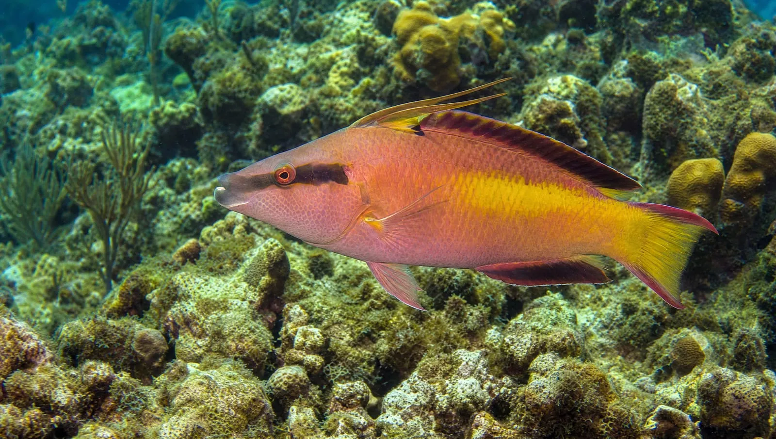 Spanish hogfish on a Roatán reef