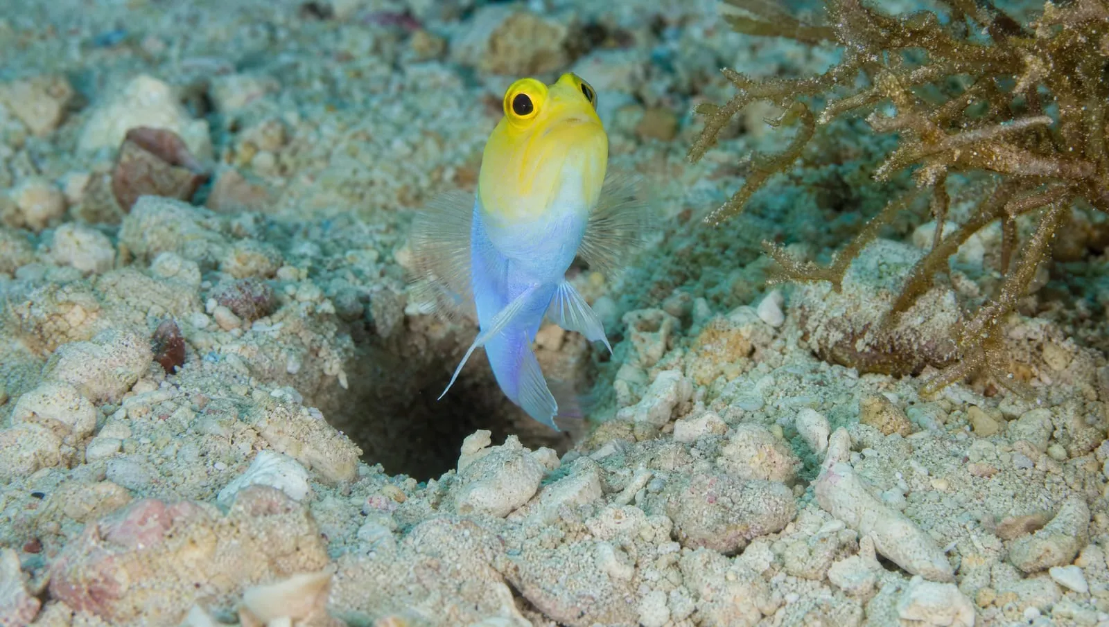 Yellowhead jawfish on a Roatán reef